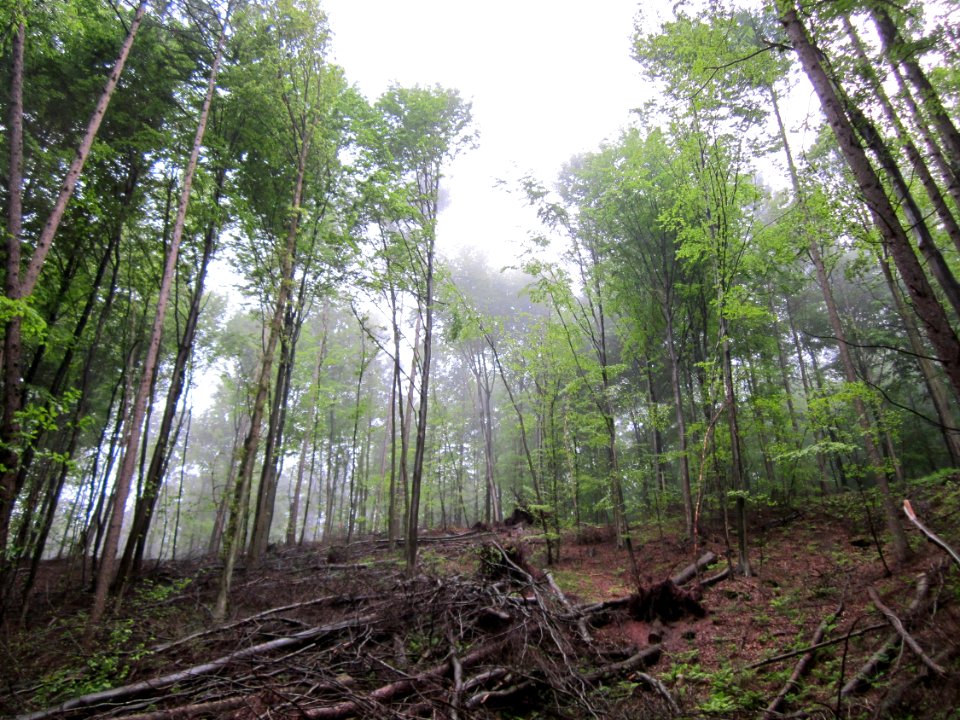 20130526St_Johanner_Stadtwald1