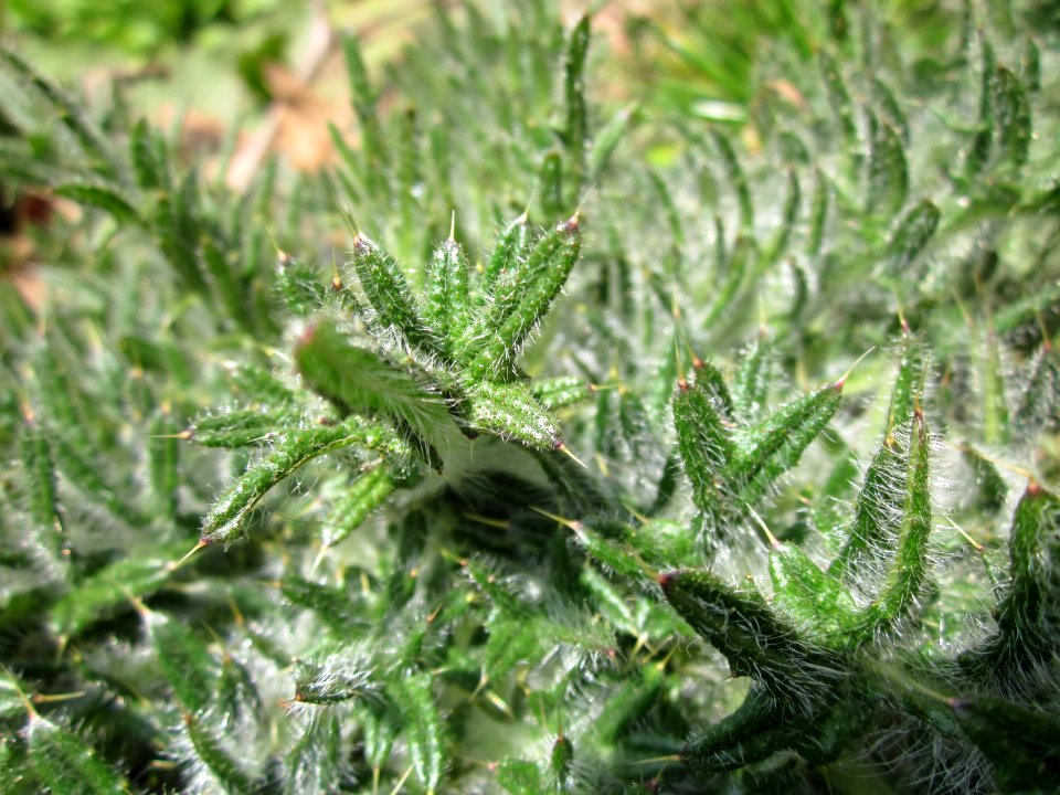 20130407Carduus_acanthoides1