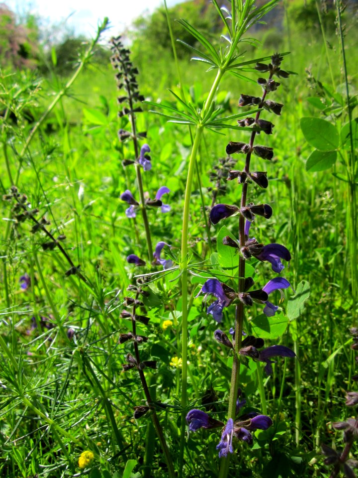 20130525Salvia_pratensis7