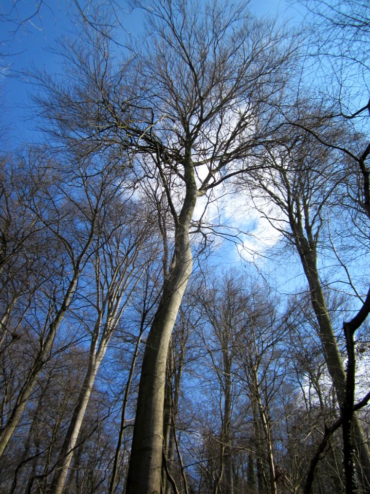 20130407Fagus_sylvatica1