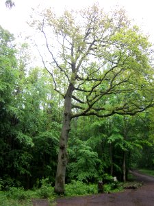 20130526Eiche_Hexentanzplatz4