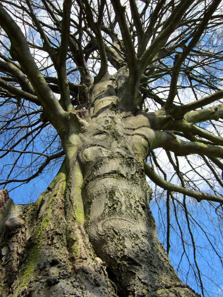 20130407Buche_Staden2