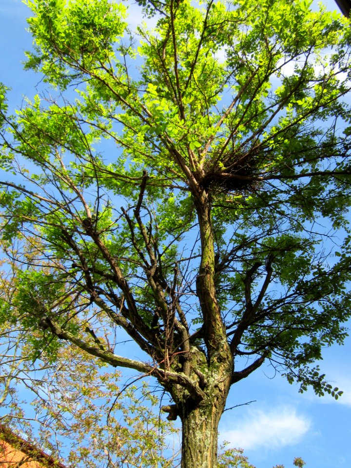 20130514Robinie_Hockenheim1
