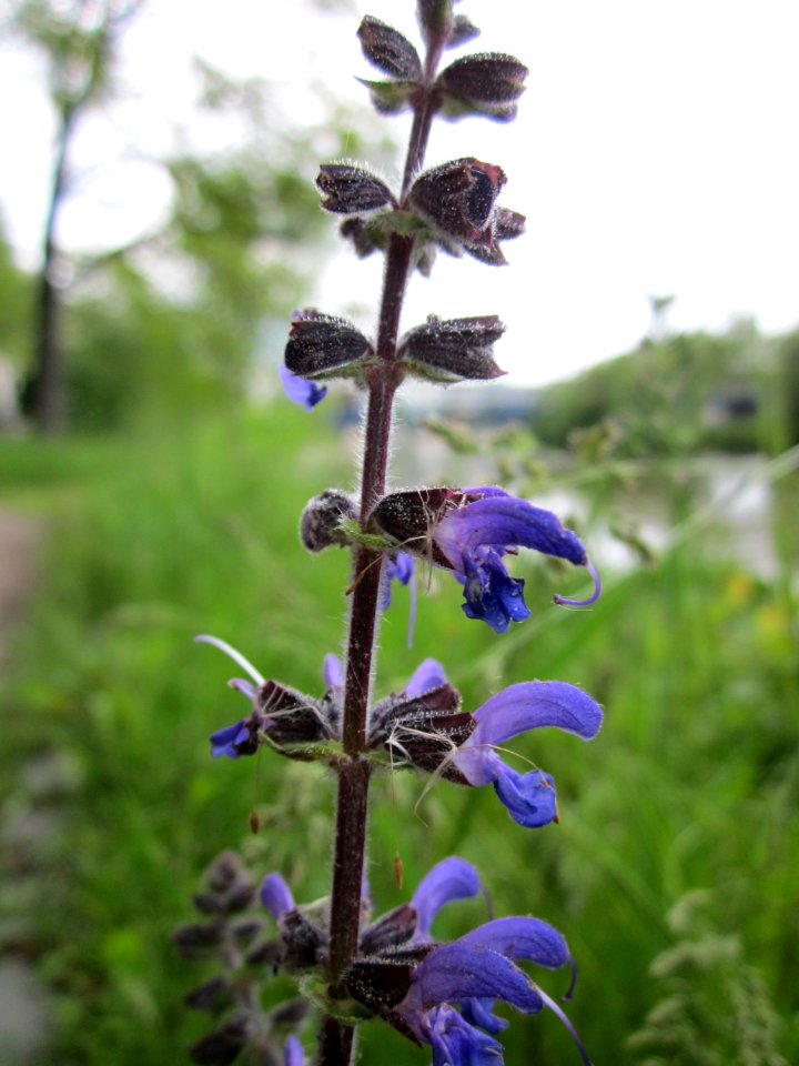 20130525Salvia_pratensis1