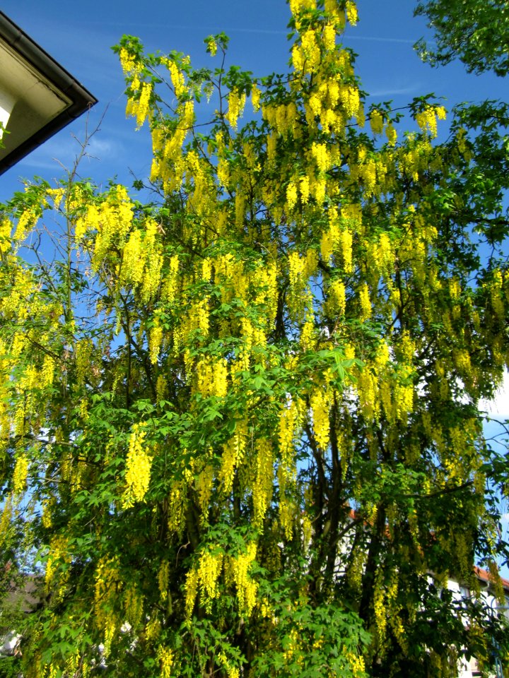 20130514Goldregen_Hockenheim1