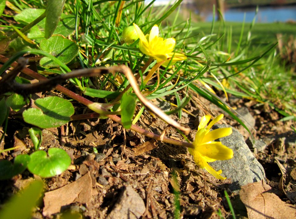 20130401Ficaria_verna1