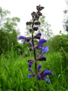 20130525Salvia_pratensis4 photo