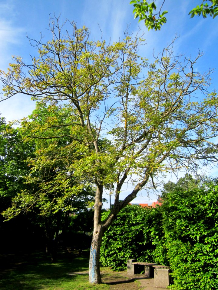 20130514Walnuss_Hockenheim3