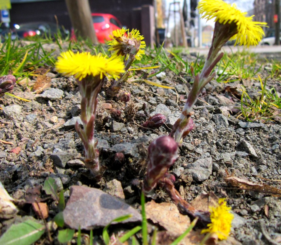 20130404Huflattich_Saarbruecken1