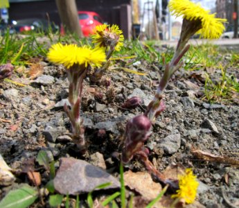 20130404Huflattich_Saarbruecken1
