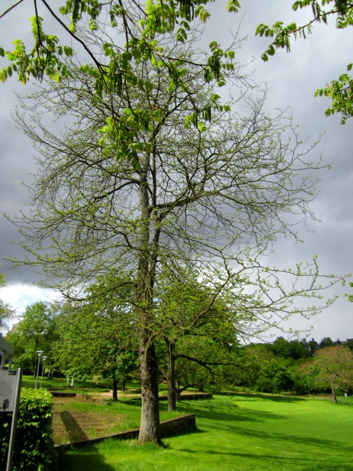 20130512Gleditschie_DFG_Saarbruecken1