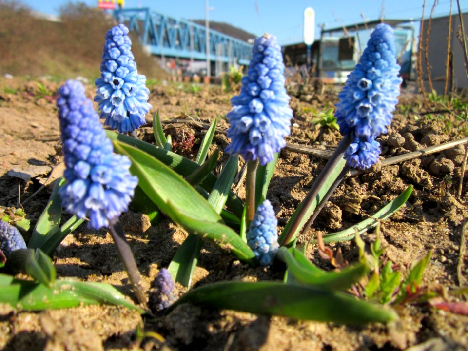 20130401Pseudomuscari_azureum3