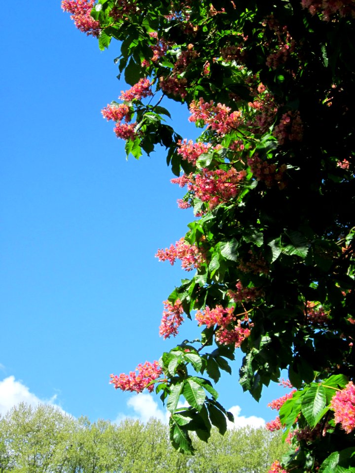 20130512Aesculus_×_carnea2