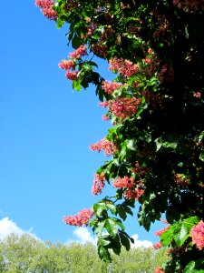 20130512Aesculus_×_carnea2