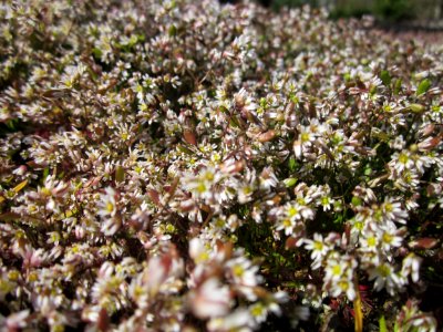 20130407Draba_verna1