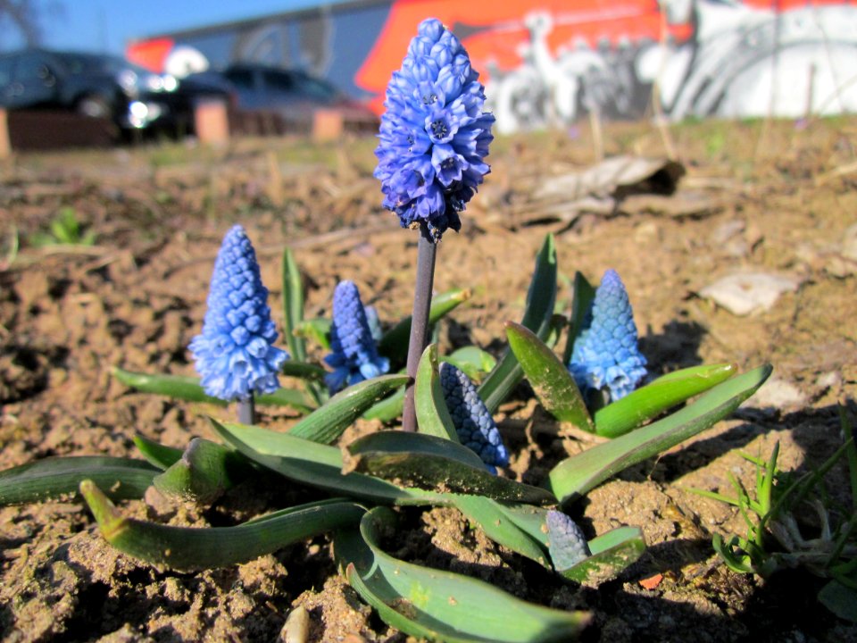 20130401Pseudomuscari_azureum2