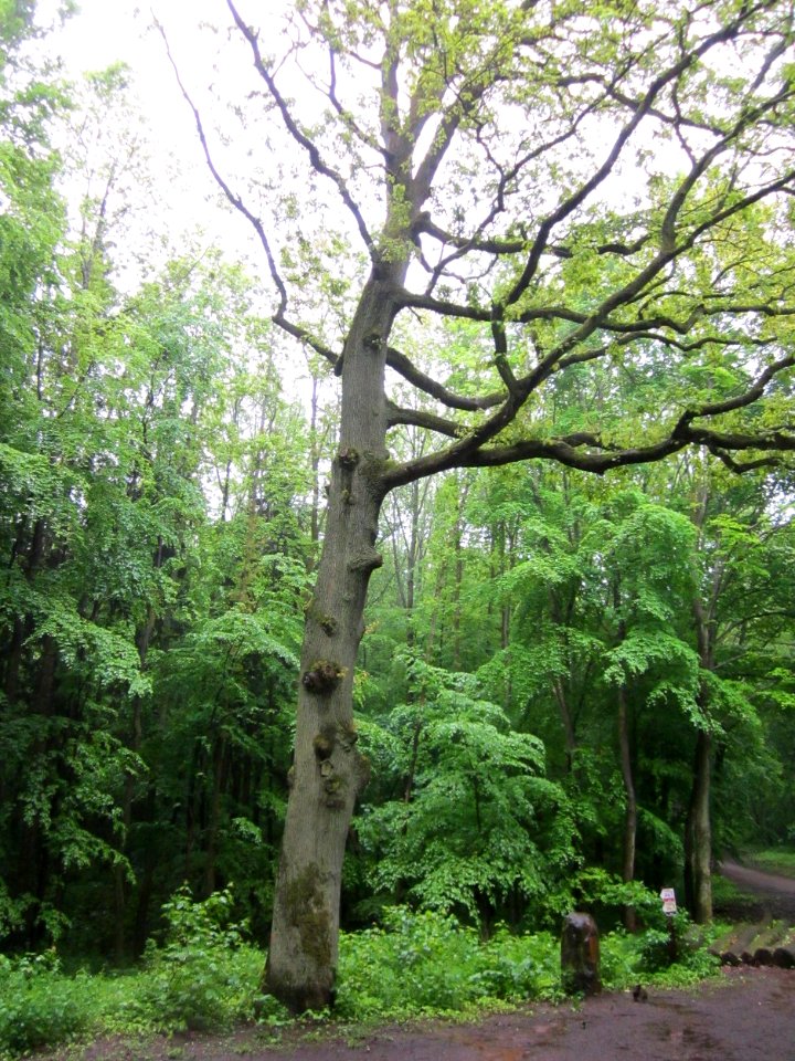 20130526Eiche_Hexentanzplatz3