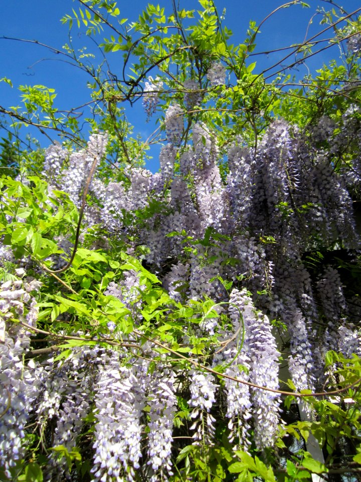 20130514Blauregen_Hockenheim2