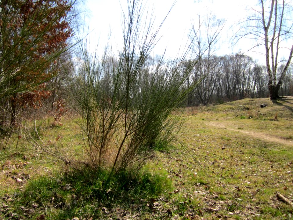 20130407Cytisus_scoparius1