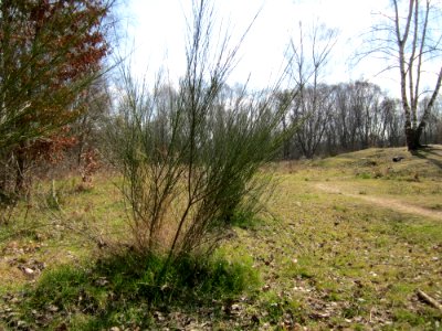 20130407Cytisus_scoparius1