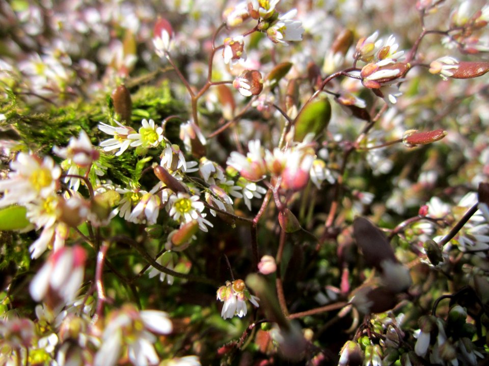 20130407Draba_verna2