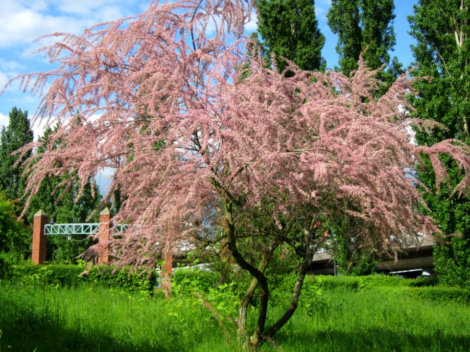 20130525Tamarix_gallica1