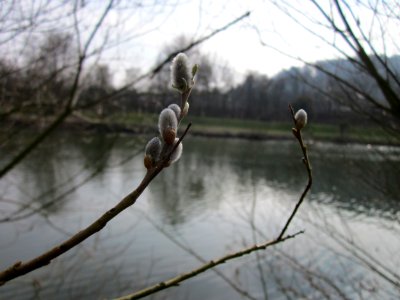 20130403Silberweide_Saarbruecken2