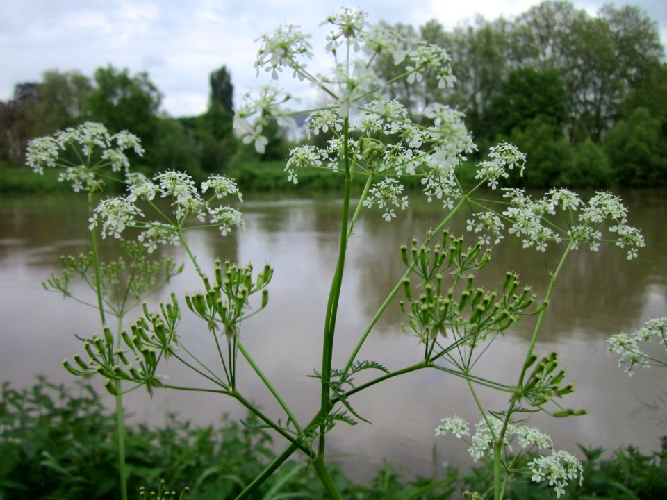 20130524Chaerophyllum_temulum