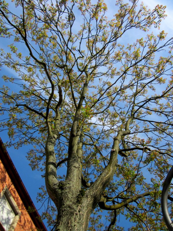 20130514Goetterbaum_Hockenheim2