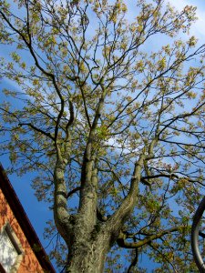 20130514Goetterbaum_Hockenheim2