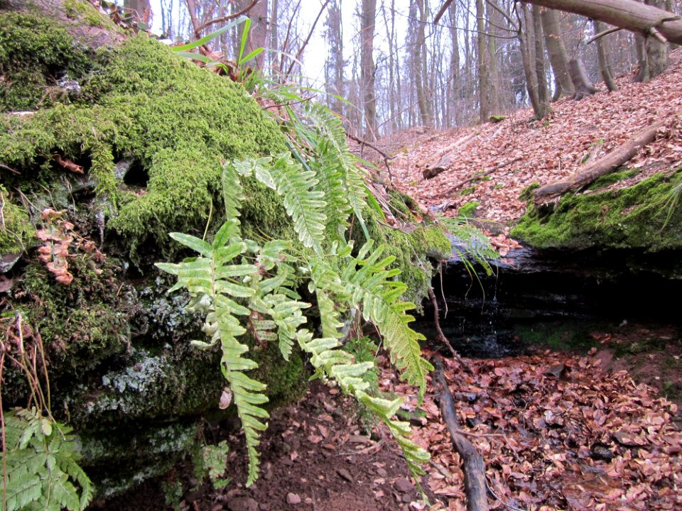 20130331Sonnenberg16