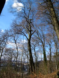 20130407Fagus_sylvatica10