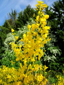 20130527Ginster_Bruchmuehlbach-Miesau2