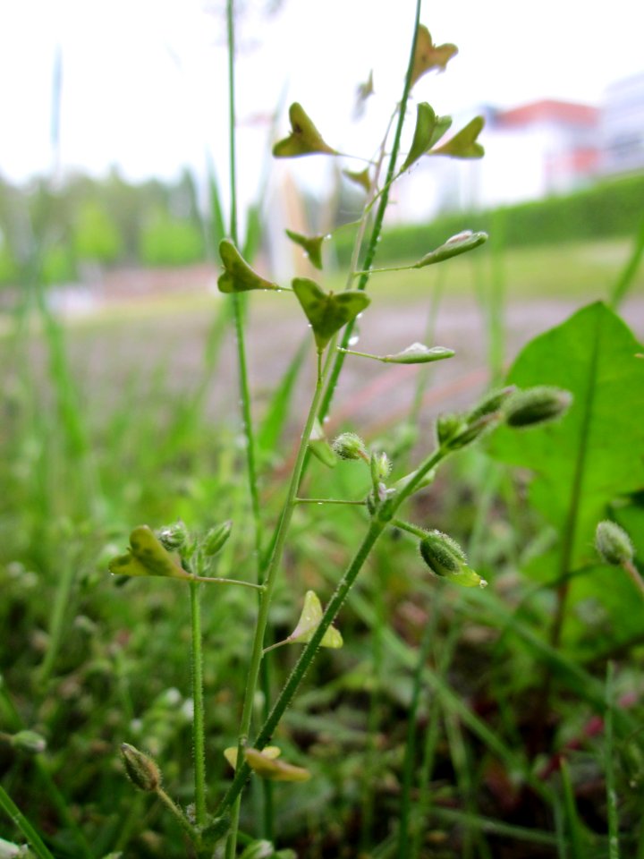 20130525Capsella_bursa-pastoris
