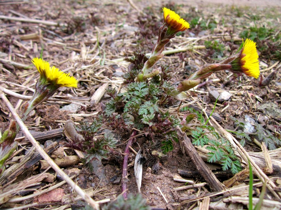20130331Tussilago_farfara1