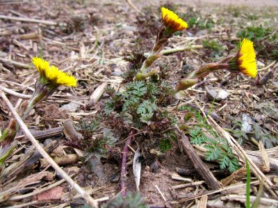 20130331Tussilago_farfara1