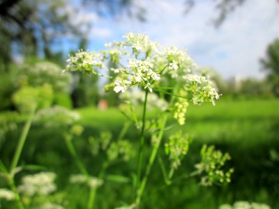 20130525Chaerophyllum_temulum3