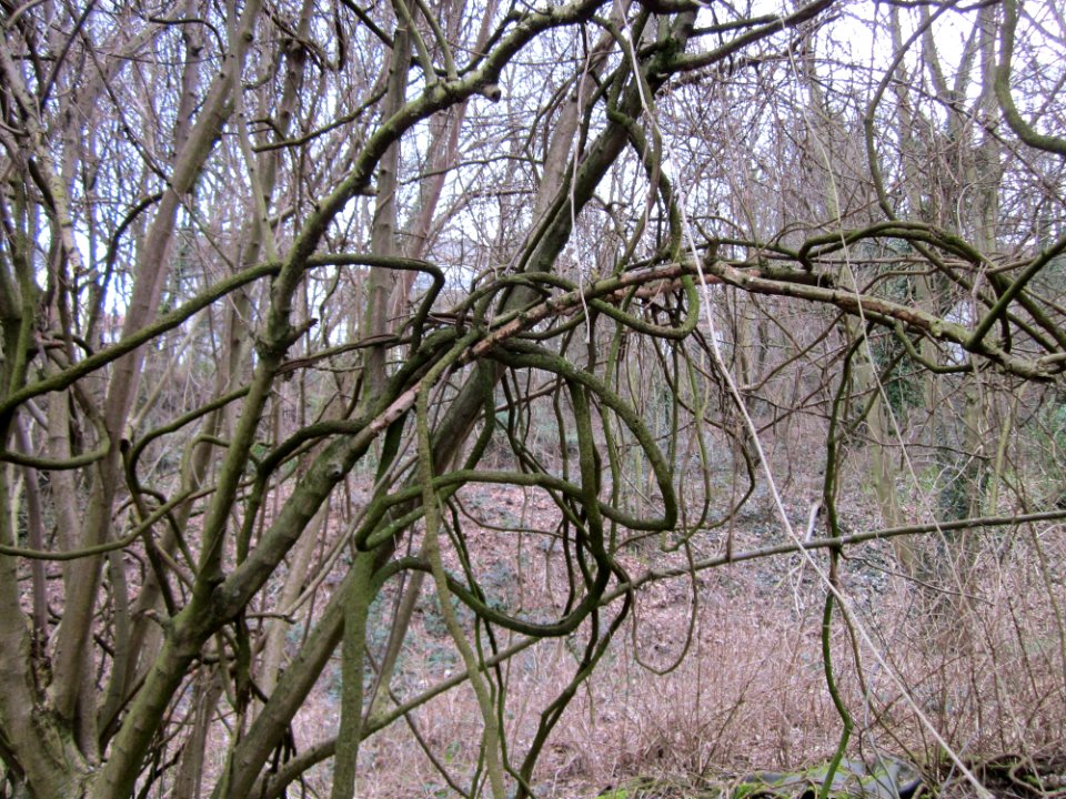 20130406Rodenhoferdell_Saarbruecken2