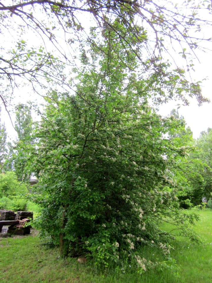 20130525Crataegus_monogyna1