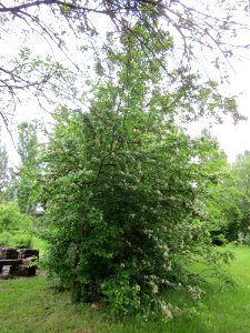 20130525Crataegus_monogyna1 photo