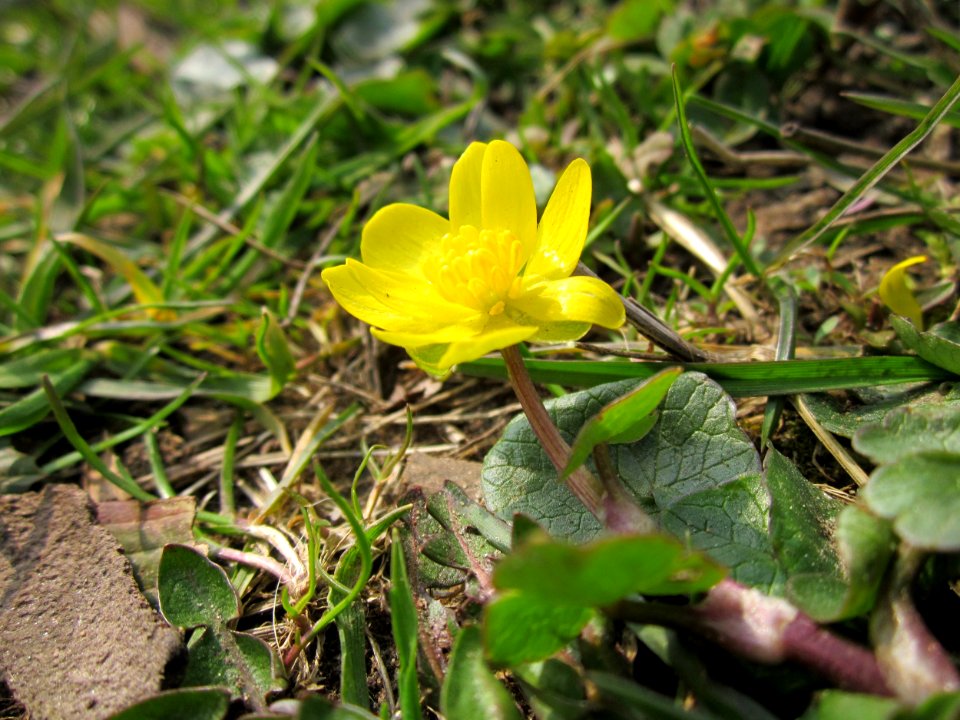 20130403Scharbockskraut_Saarbruecken