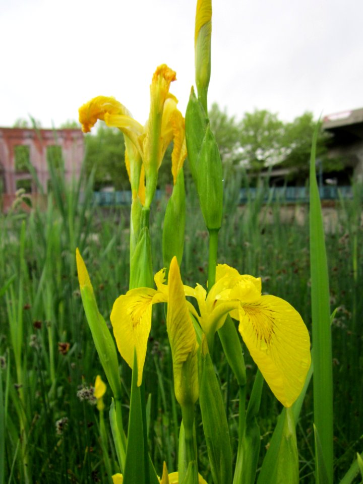 20130525Iris_pseudacorus1