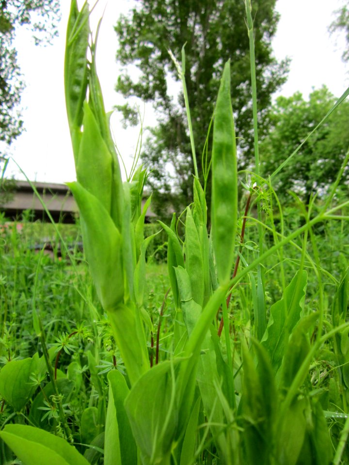 20130525Lathyrus_latifolius1