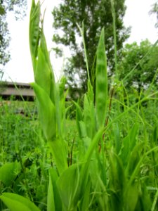 20130525Lathyrus_latifolius1