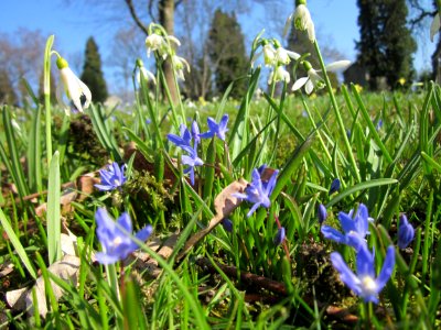20130402Scilla_luciliae_-_Galanthus_nivalis1