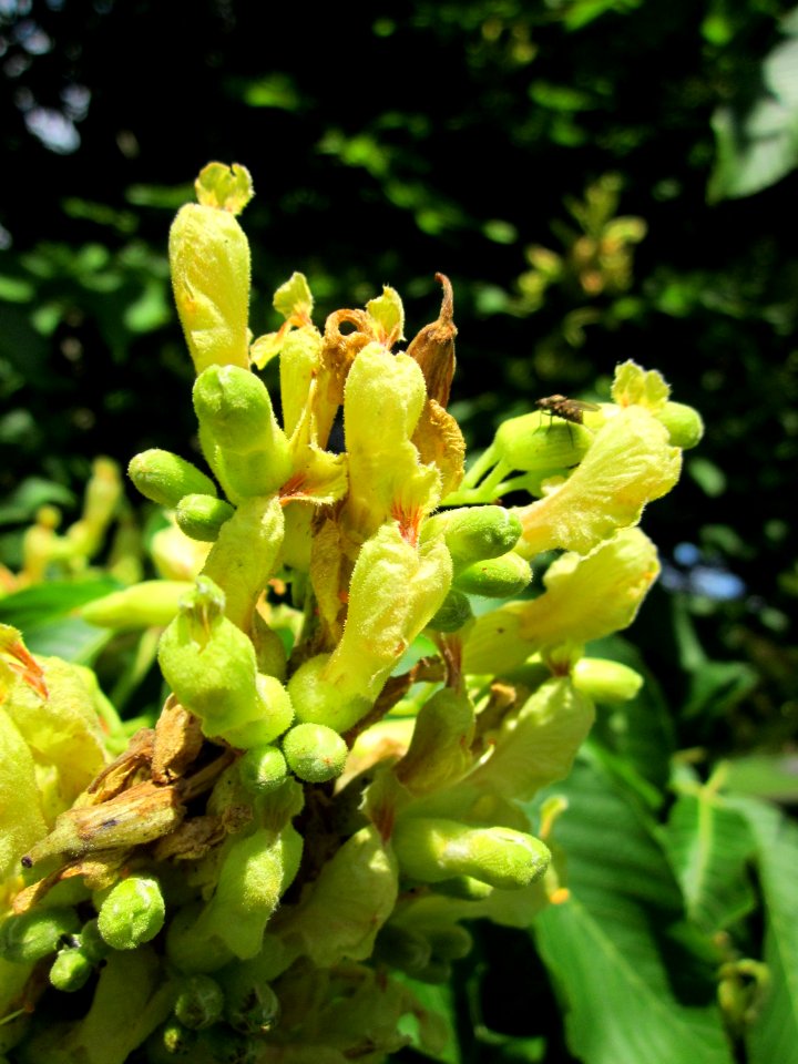 20130524Aesculus_flava2
