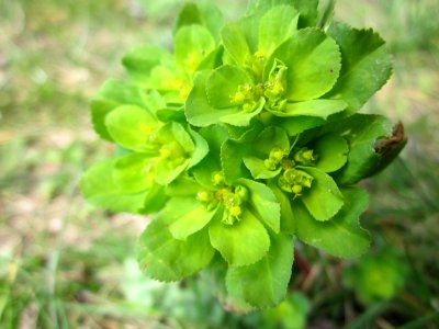 20130407Euphorbia_helioscopia2