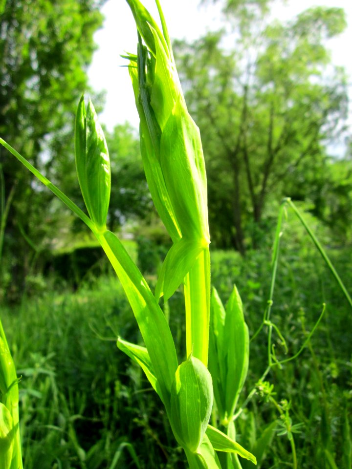 20130525Lathyrus_latifolius4