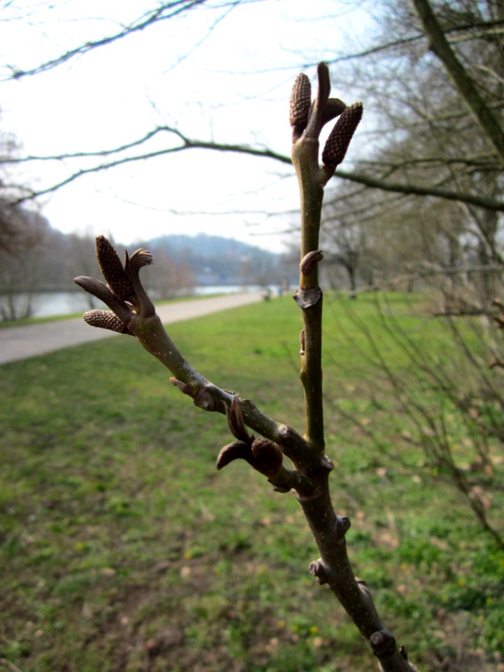 20130403Kaukasische_Fluegelnuss_Saarbruecken4