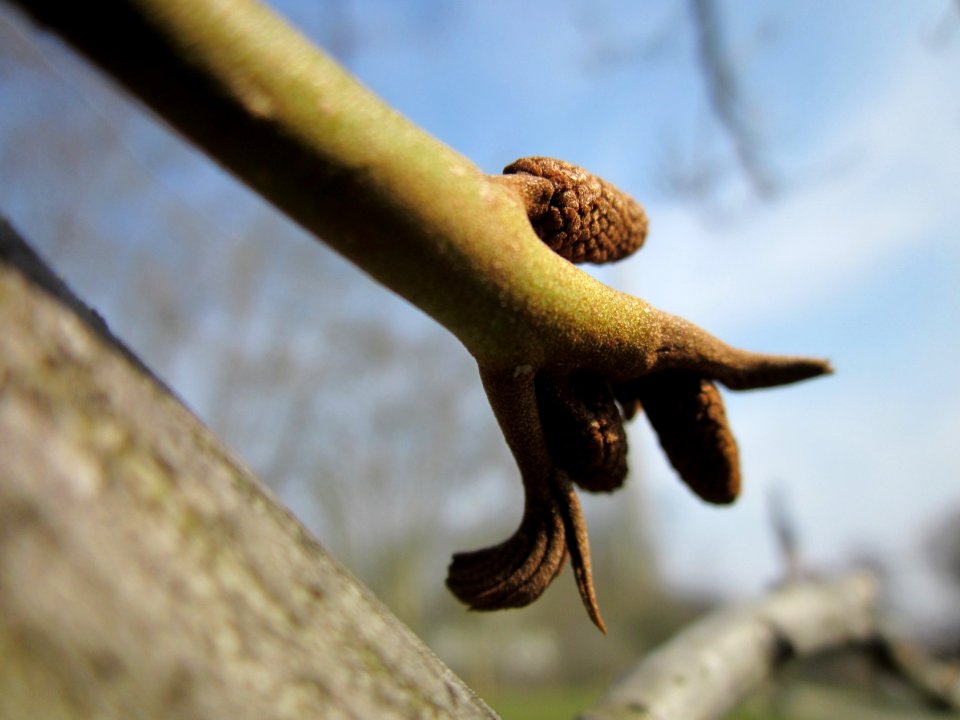 20130404Kaukasische_Fluegelnuss_Saarbruecken4